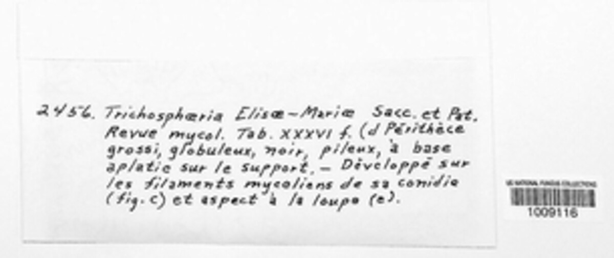 Trichosphaeria elisae-mariae image